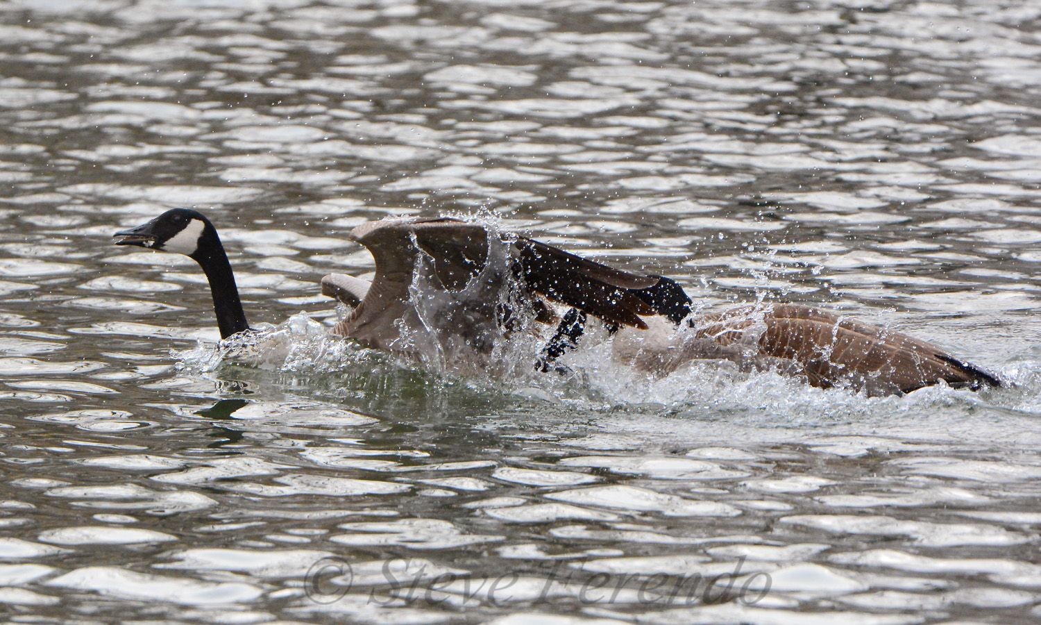 "Natural World" Through My Camera: Aggressive Canada Goose Gander